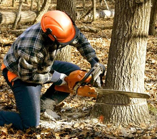 Tree Removal in Concho, OK